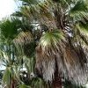 Cabbage tree palms for making hats